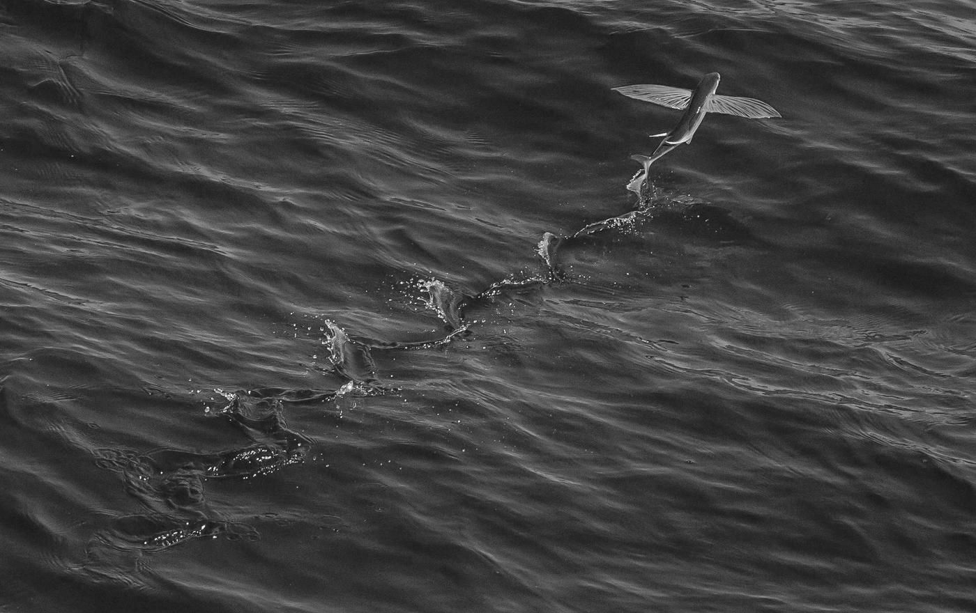 A chain trailing across open water